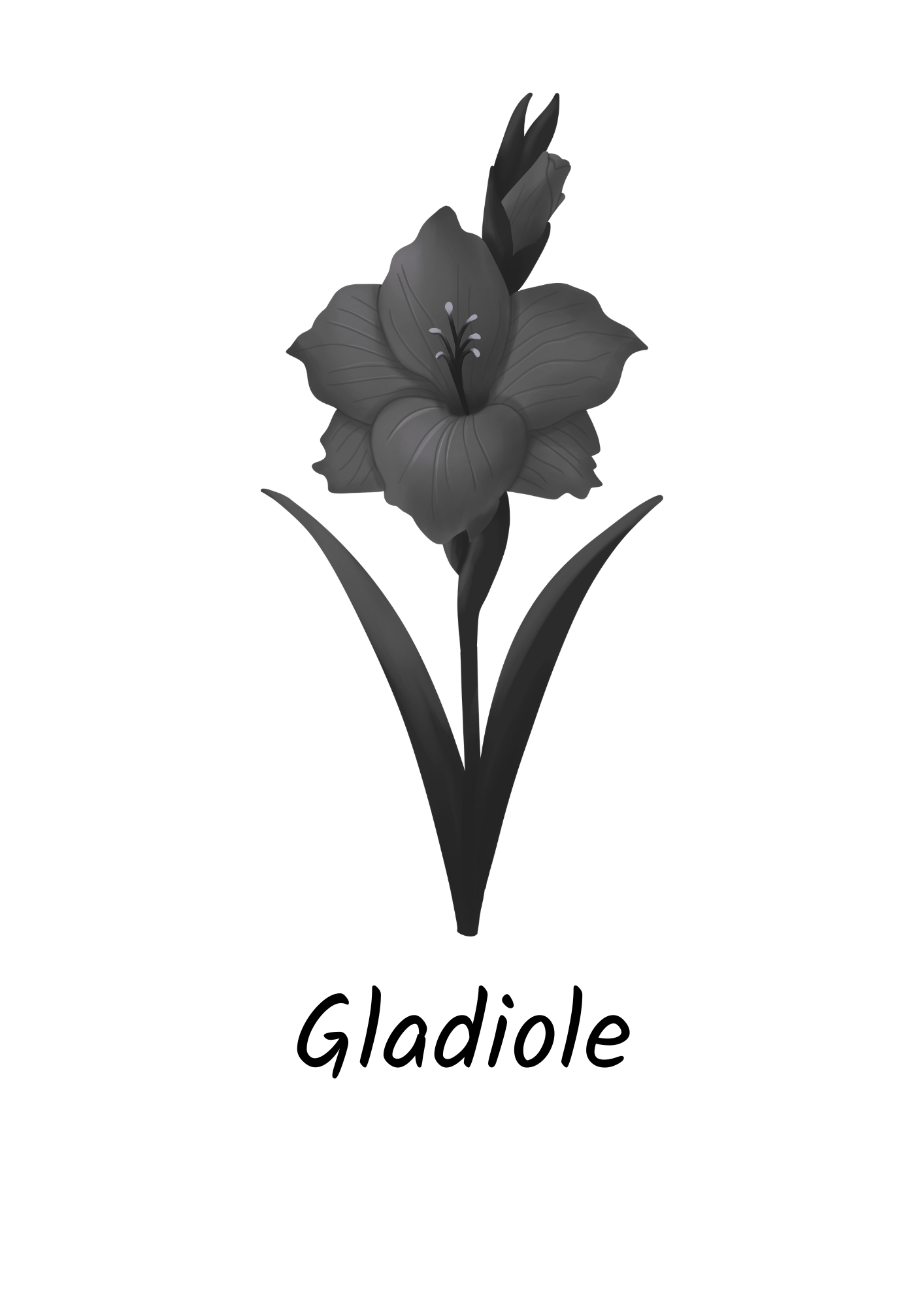 August - Gladiole