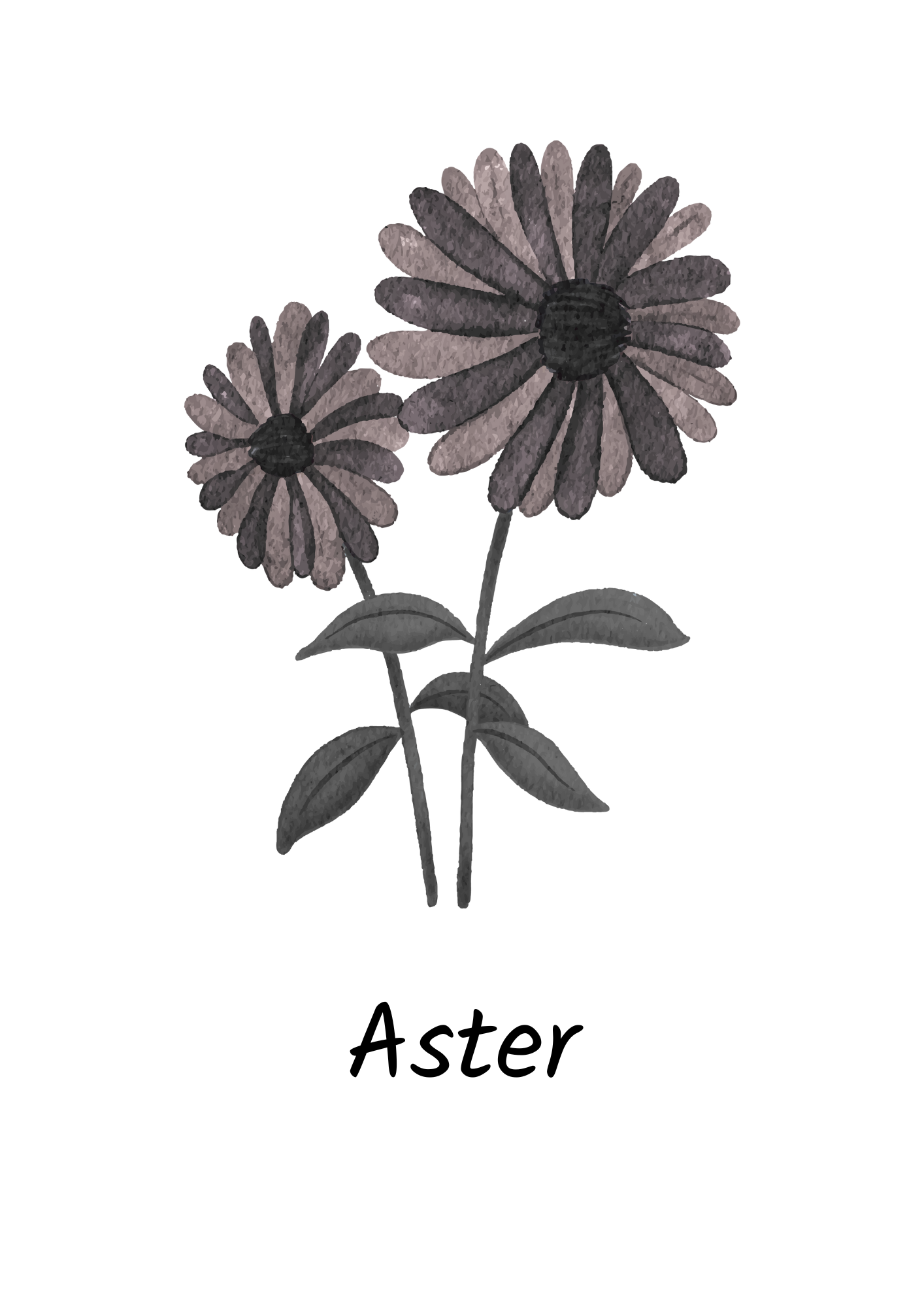 September - Aster