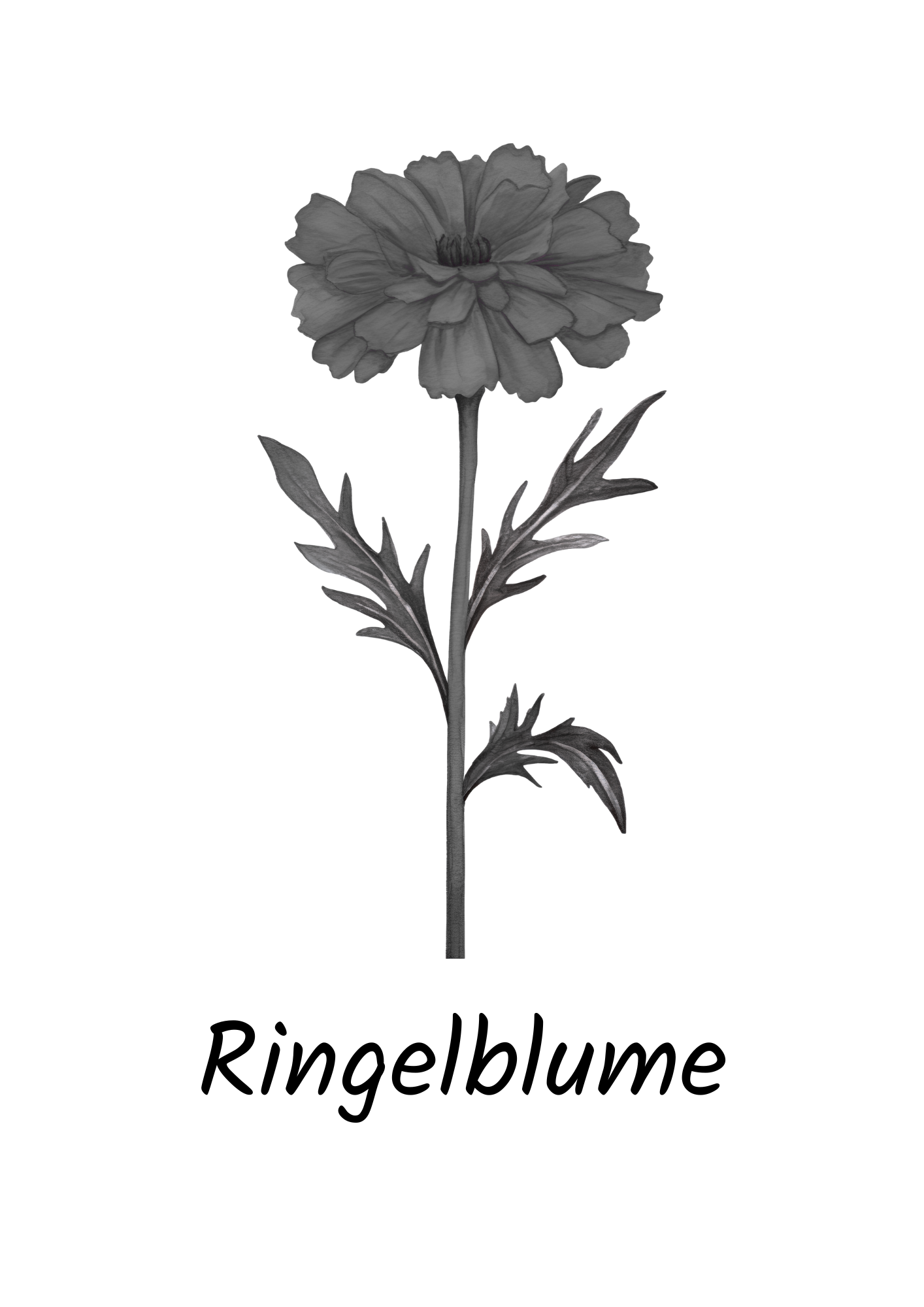Oktober - Ringelblume