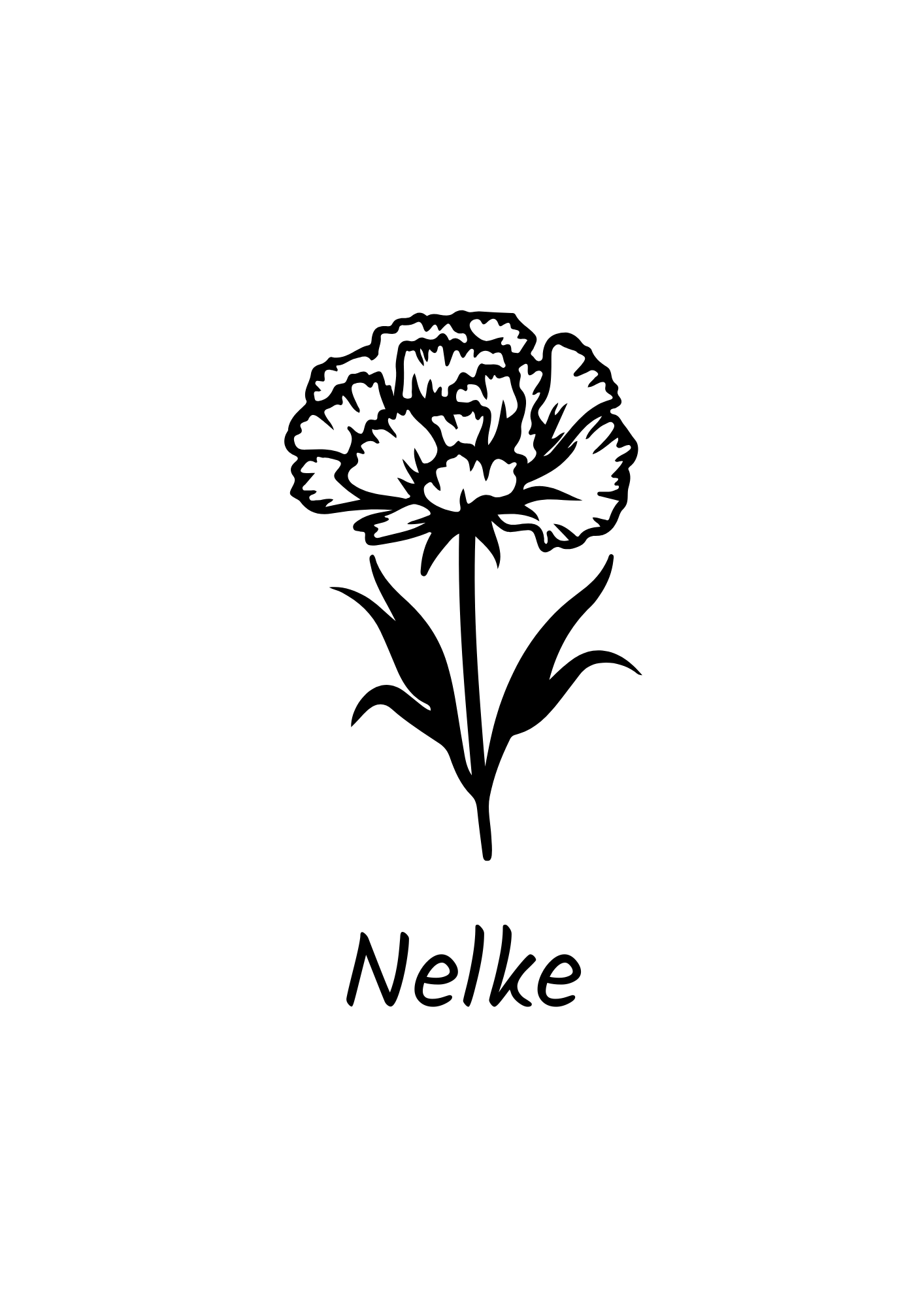Januar - Nelke