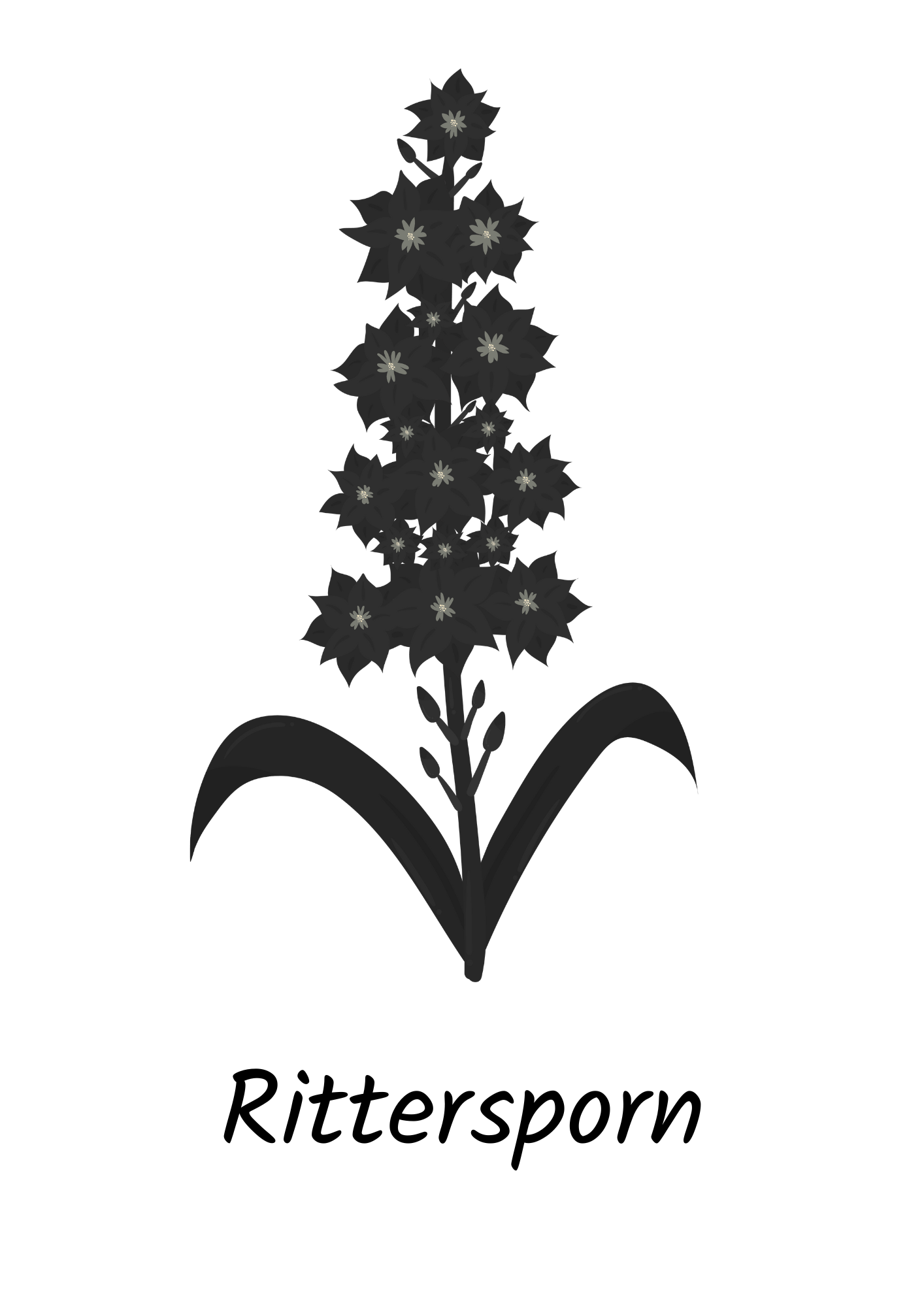 Juli - Rittersporn