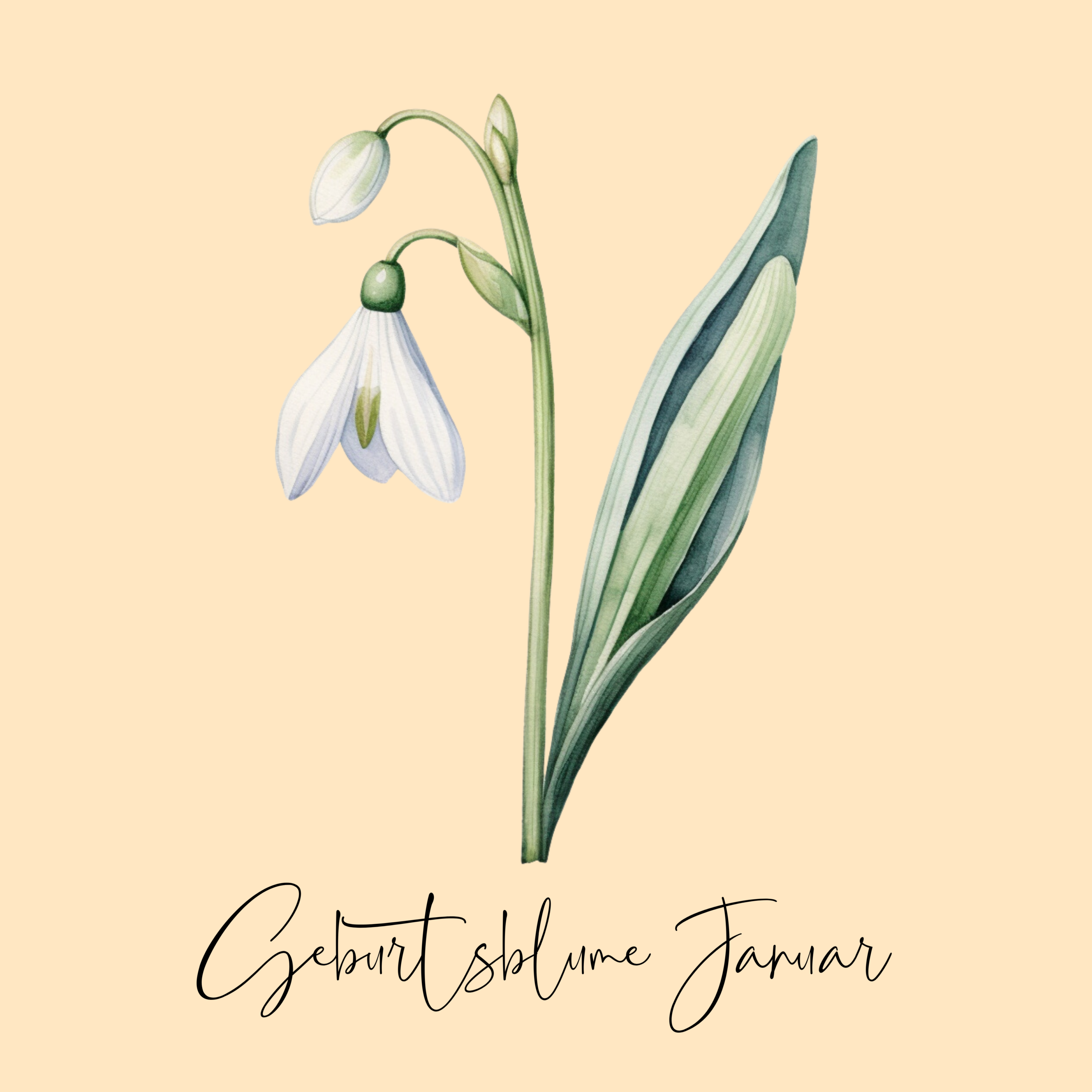 Geburtsblume Januar